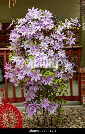 Nelly Moser Clematis ist ein Rebstock-Hybrid mit großen blassrosa Blüten im Frühjahr. Stockfoto