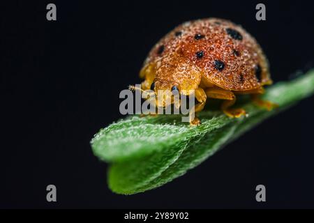 Nahaufnahme eines Makrobildes eines orangen Marienkäfers mit schwarzen Flecken, bedeckt mit winzigen Wassertropfen, die auf einem grünen Blatt stehen. Stockfoto