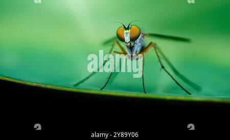 Makrofoto einer langbeinigen Fliege, die auf einem leuchtenden grünen Blatt steht und ihre komplexen Details und leuchtenden Farben zeigt. Stockfoto