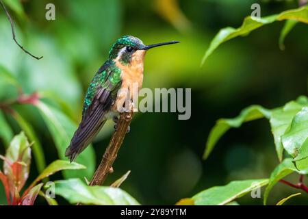 Weiblicher Weißkehlkopf (Lampornis castaneoventris) aus Costa Rica Stockfoto
