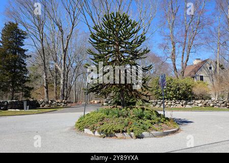 Pequot Tree of Life, Mystic, Connecticut. Ein Affenpuzzle-Baum (Araucaria araucana), der auf heiligem Boden eines ehemaligen indianischen Dorfes gepflanzt wurde. Stockfoto