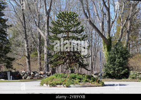 Pequot Tree of Life, Mystic, Connecticut. Ein Affenpuzzle-Baum (Araucaria araucana), der auf heiligem Boden eines ehemaligen indianischen Dorfes gepflanzt wurde. Stockfoto