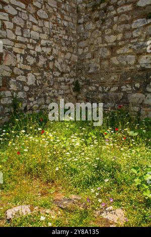 Mohnblumen und andere Wildblumen wachsen neben einem Teil der Festungsmauern der Zitadelle aus dem 13. Jahrhundert im Berat Castle in Südalbanien. Stockfoto