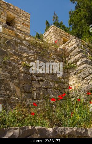 Mohnblumen wachsen neben einem Teil der befestigten Galeriemauern des Berat Castle aus dem 13. Jahrhundert in Südalbanien. Stockfoto