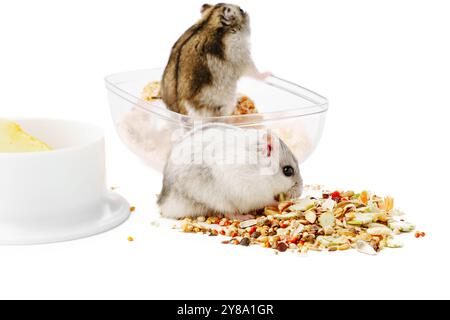 Ein neugieriger Hamster steht aufrecht neben einer sauberen weißen Schüssel in einer minimalistischen Inneneinrichtung Stockfoto