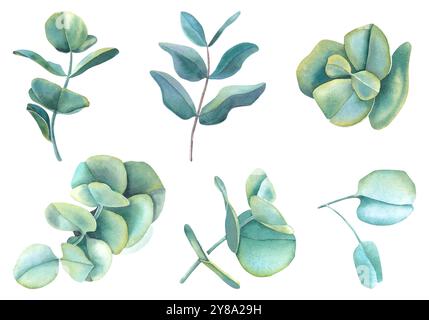 Aquarell-Clipart von Eukalyptusästen. Handgezeichnete Illustration von zarten grünen Zweigen isoliert auf weißem Hintergrund. Botanische Zeichnung. Stockfoto