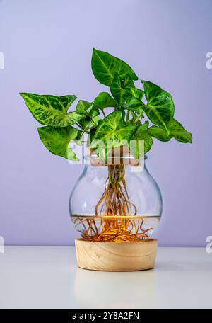 Hydroponische Syngoniumpflanze, die im Glasgefäß wächst und mit Wasser auf dem Tisch ihre Wurzeln vor violettem Hintergrund zeigt Stockfoto