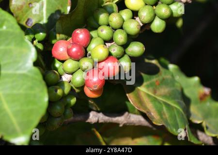 Das Kaffeeobst Stockfoto