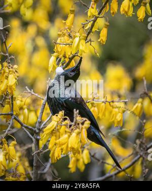 TUI Vogel, der im Frühjahr süßen Nektar von gelben Kowhai-Blüten ernährt. Auckland. Stockfoto