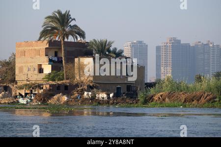 Kairo, Ägypten. Oktober 2024. Esel können während einer Bootsfahrt am Ufer des Nils gesehen werden. Söder unternimmt eine dreitägige Reise nach Ägypten. Quelle: Sven Hoppe/dpa/Alamy Live News Stockfoto