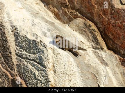 Der Rock Martin brütet in hügeligen Gegenden und lässt sich mit seinem Schlammpelletschalen auf Felsüberhängen brüten. Sie sind das ganze Jahr über dort Stockfoto