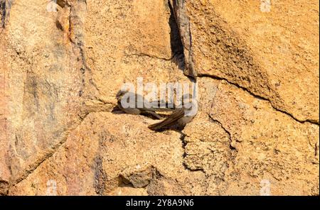 Der Rock Martin brütet in hügeligen Gegenden und lässt sich mit seinem Schlammpelletschalen auf Felsüberhängen brüten. Sie sind das ganze Jahr über dort Stockfoto