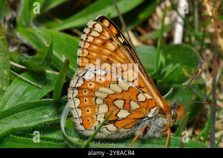 Marsh Fritillary, Schmetterling, "Euphydryas aurinia', knappe, Juni, tussocky Grünland, Wiltshire, England, Großbritannien Stockfoto