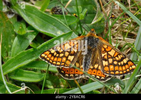 Marsh Fritillary, Schmetterling, "Euphydryas aurinia', knappe, Juni, tussocky Grünland, Wiltshire, England, Großbritannien Stockfoto