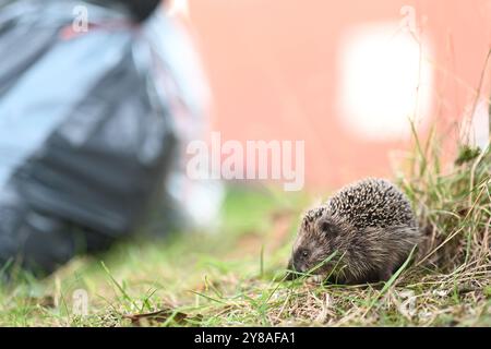 Junger Igel auf Nahrungssuche ein Igel sitzt an einem Baum im Gras. Im Hintergrund stehen Müllsäcke. Leer Niedersachsen Deutschland *** junger Igel auf der Suche nach Nahrung Ein Igel sitzt auf einem Baum im Gras im Hintergrund sind Müllsäcke leer Niedersachsen Deutschland Copyright: Xdiebildwerftx Stockfoto