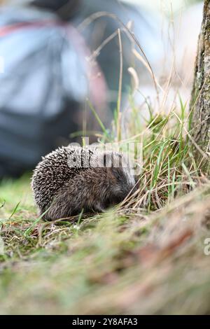 Junger Igel auf Nahrungssuche ein Igel sitzt an einem Baum im Gras. Im Hintergrund stehen Müllsäcke. Leer Niedersachsen Deutschland *** junger Igel auf der Suche nach Nahrung Ein Igel sitzt auf einem Baum im Gras im Hintergrund sind Müllsäcke leer Niedersachsen Deutschland Copyright: Xdiebildwerftx Stockfoto