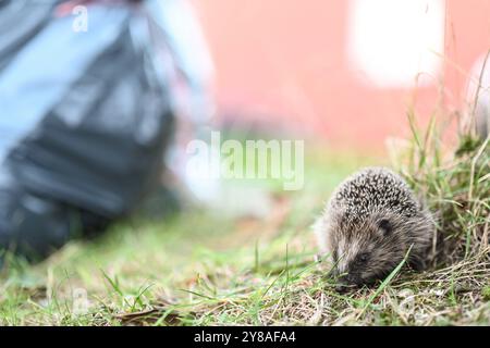 Junger Igel auf Nahrungssuche ein Igel sitzt an einem Baum im Gras. Im Hintergrund stehen Müllsäcke. Leer Niedersachsen Deutschland *** junger Igel auf der Suche nach Nahrung Ein Igel sitzt auf einem Baum im Gras im Hintergrund sind Müllsäcke leer Niedersachsen Deutschland Copyright: Xdiebildwerftx Stockfoto