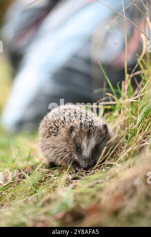 Junger Igel auf Nahrungssuche ein Igel sitzt an einem Baum im Gras. Im Hintergrund stehen Müllsäcke. Leer Niedersachsen Deutschland *** junger Igel auf der Suche nach Nahrung Ein Igel sitzt auf einem Baum im Gras im Hintergrund sind Müllsäcke leer Niedersachsen Deutschland Copyright: Xdiebildwerftx Stockfoto