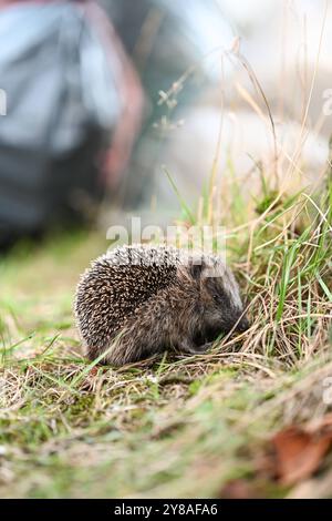 Junger Igel auf Nahrungssuche ein Igel sitzt an einem Baum im Gras. Im Hintergrund stehen Müllsäcke. Leer Niedersachsen Deutschland *** junger Igel auf der Suche nach Nahrung Ein Igel sitzt auf einem Baum im Gras im Hintergrund sind Müllsäcke leer Niedersachsen Deutschland Copyright: Xdiebildwerftx Stockfoto