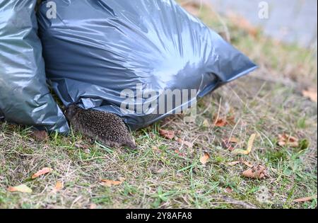 Junger Igel auf Nahrungssuche ein Igel sucht an Hausmüllsäcken nach Nahrung. Leer Niedersachsen Deutschland *** junger Igel auf der Suche nach Nahrung Ein Igel sucht auf Hausmülltüten leer Niedersachsen Deutschland Copyright: Xdiebildwerftx Stockfoto