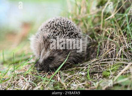 Junger Igel auf Nahrungssuche ein Igel sitzt an einem Baum im Gras. Leer Niedersachsen Deutschland *** junger Igel auf der Suche nach Nahrung Ein Igel sitzt auf einem Baum im Gras leer Niedersachsen Deutschland Copyright: Xdiebildwerftx Stockfoto