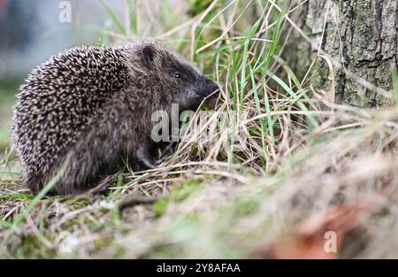 Junger Igel auf Nahrungssuche ein Igel sitzt an einem Baum im Gras. Leer Niedersachsen Deutschland *** junger Igel auf der Suche nach Nahrung Ein Igel sitzt auf einem Baum im Gras leer Niedersachsen Deutschland Copyright: Xdiebildwerftx Stockfoto