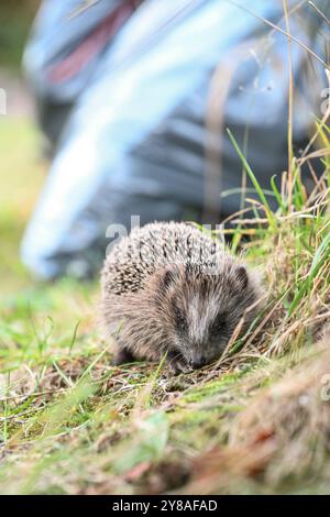 Junger Igel auf Nahrungssuche ein Igel sitzt an einem Baum im Gras. Im Hintergrund stehen Müllsäcke. Leer Niedersachsen Deutschland *** junger Igel auf der Suche nach Nahrung Ein Igel sitzt auf einem Baum im Gras im Hintergrund sind Müllsäcke leer Niedersachsen Deutschland Copyright: Xdiebildwerftx Stockfoto