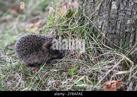 Junger Igel auf Nahrungssuche ein Igel sitzt an einem Baum im Gras. Leer Niedersachsen Deutschland *** junger Igel auf der Suche nach Nahrung Ein Igel sitzt auf einem Baum im Gras leer Niedersachsen Deutschland Copyright: Xdiebildwerftx Stockfoto