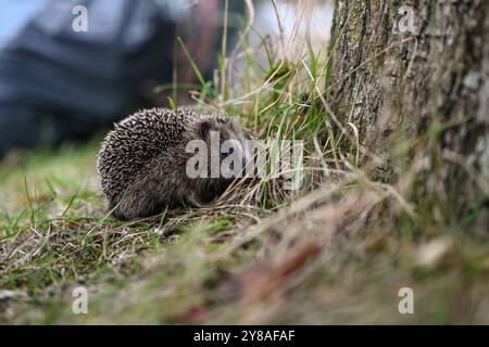 Junger Igel auf Nahrungssuche ein Igel sitzt an einem Baum im Gras. Im Hintergrund stehen Müllsäcke. Leer Niedersachsen Deutschland *** junger Igel auf der Suche nach Nahrung Ein Igel sitzt auf einem Baum im Gras im Hintergrund sind Müllsäcke leer Niedersachsen Deutschland Copyright: Xdiebildwerftx Stockfoto