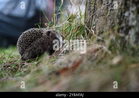 Junger Igel auf Nahrungssuche ein Igel sitzt an einem Baum im Gras. Im Hintergrund stehen Müllsäcke. Leer Niedersachsen Deutschland *** junger Igel auf der Suche nach Nahrung Ein Igel sitzt auf einem Baum im Gras im Hintergrund sind Müllsäcke leer Niedersachsen Deutschland Copyright: Xdiebildwerftx Stockfoto