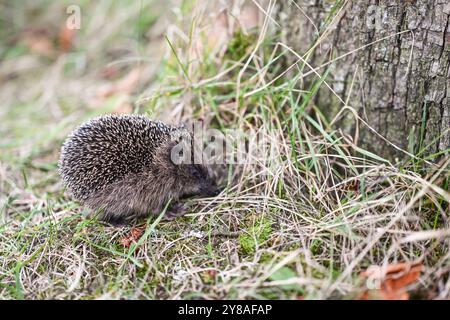 Junger Igel auf Nahrungssuche ein Igel sitzt an einem Baum im Gras. Leer Niedersachsen Deutschland *** junger Igel auf der Suche nach Nahrung Ein Igel sitzt auf einem Baum im Gras leer Niedersachsen Deutschland Copyright: Xdiebildwerftx Stockfoto