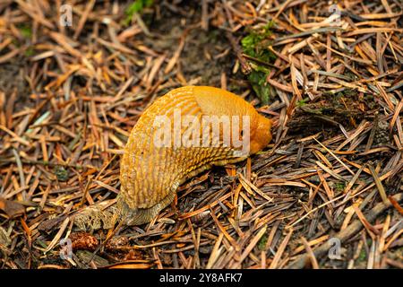 Große Bodenschnecke oder Slog auf einem Waldboden in Europa, Nahaufnahme. Stockfoto