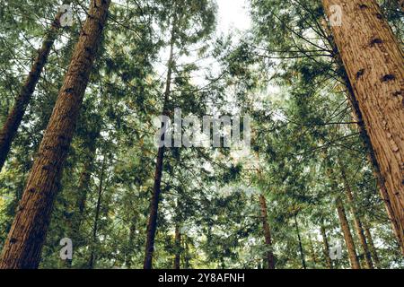 Grüne Waldszene. Hohe Kiefernstämme, üppige grüne Vegetation, frühmorgendliches Licht im Spätsommer, keine Leute. Stockfoto