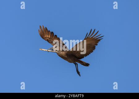 Hamerkop (Scopus-Regenschirm) mit Nistmaterial, Chobe-Nationalpark, Botswana Stockfoto