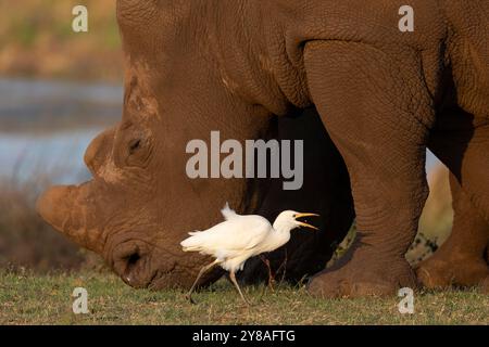 Westlicher Rinderreiher (Bubulcus ibis) auf der Suche nach Nashörnern, Zimanga Wildreservat, Südafrika Stockfoto