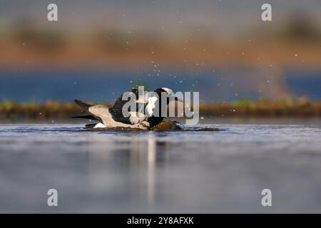 Schmied Lapwing (Vanellus armatus) Baden, Zimanga Wildreservat, KwaZulu-Natal, Südafrika Stockfoto