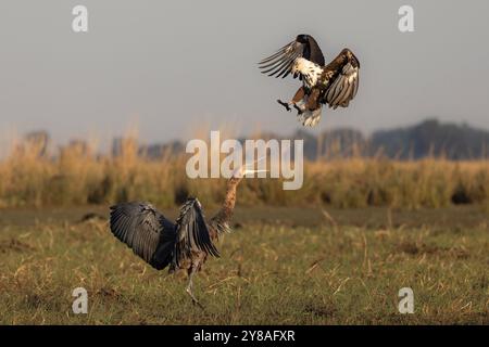 Afrikanischer Fischadler (Haliaeetus vocifer), junger Mobbing-goliath-Reiher, Chobe-Nationalpark, Botswana Stockfoto