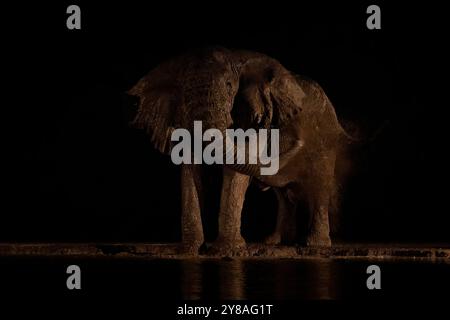 Elefant (Loxodonta africana) Bulle, Shompole, Kenia Stockfoto