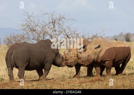 Weißes Nashorn (Ceratotherium simum) Bullen in Konfrontation, Zimanga privates Wildreservat, KwaZulu-Natal, Südafrika Stockfoto