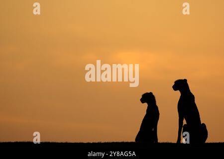 Cheetah (Acinonyx jubatus), Mashatu Wildreservat, Botswana Stockfoto