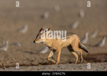 Schwarzschakal (Lupulella mesomelas), Kgalagadi Transfrontier Park, Nordkap, Südafrika Stockfoto