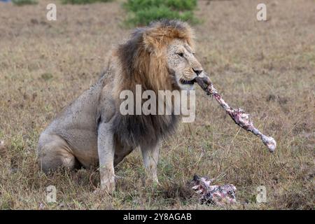 Löwe (Panthera leo) mit Überresten von Kill, Masai Mara, Kenia Stockfoto
