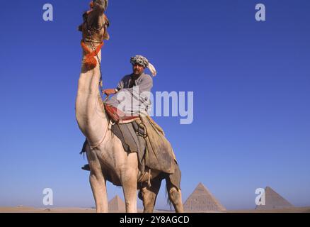 Kamelreiter in der Nähe der Pyramiden von Gizeh. Stockfoto