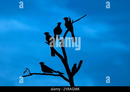 Graue Abwesenheitsvögel (Crinifer concolor) und lilafarbener Roller (Coracias caudatus), MalaMala Wildreservat, Südafrika Stockfoto