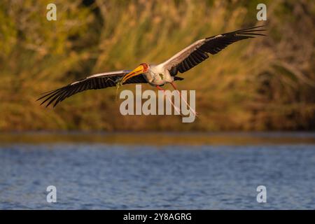 Gelbschnabelstorch (Mycteria ibis) mit Nistmaterial, Chobe-Nationalpark, Botswana Stockfoto