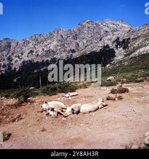 Schweine faulenzen an der Passstraße Col de Vergio zwischen den Departememts Haute-Corse und Corse-du-Sud auf der Insel Korsika, um 1985. 90010000339 Stockfoto