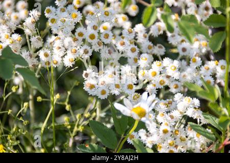 Nahaufnahme weißer Wildblumen mit gelben Zentren in einem Garten Stockfoto