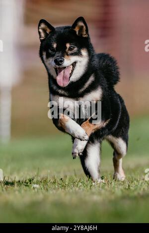 Black and Tan Shiba Inu Japanese Dog Running Lure Course Dog Sport Stockfoto