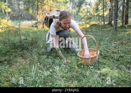 Frau pflückt Pfifferlinge im Wald Stockfoto