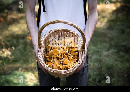 Korb mit Pfifferlingen in den Händen eines Menschen in Nahaufnahme Stockfoto